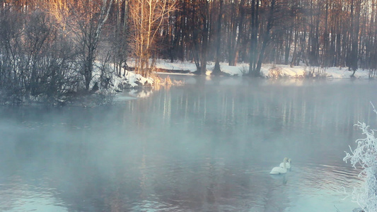 冬季风景森林的雾河游泳鸟视频