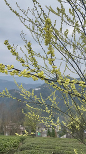 农村山花风景4K实拍视频视频