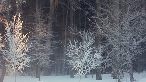冬天森林里的早晨冬天森林里的日出被雪覆盖的树29秒视频