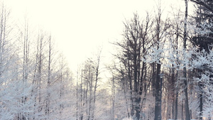 冬季背景森林中的雪覆盖树木24秒视频