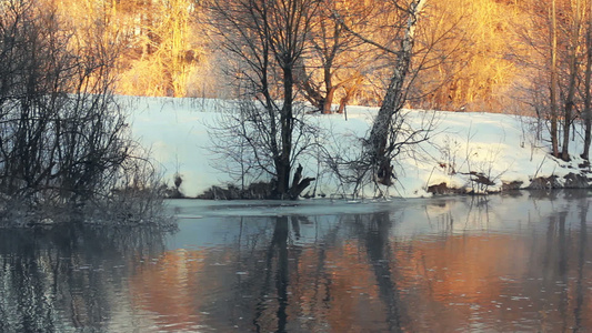 冬季河森林的岸冬季森林的阳光视频