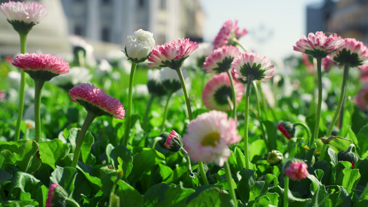 城市自然中的粉红色花朵种植花园视频