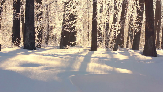 冬季风景美丽的雪覆盖公园白的阳光视频