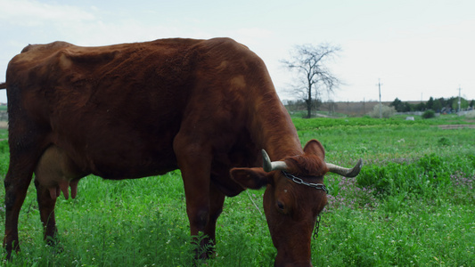 农场动物牛在农村田野草地背景中喂草自然视频