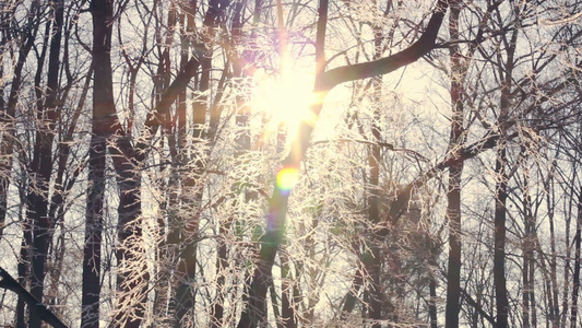 日落在冬季森林中阳光照耀在被雪覆盖的树枝上[覆盖住]视频
