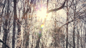 日落在冬季森林中阳光照耀在被雪覆盖的树枝上27秒视频