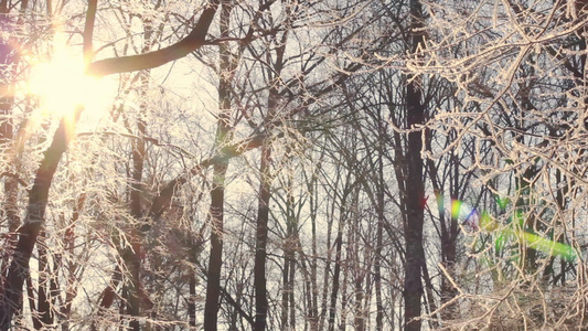 阳光照耀在被雪覆盖的树枝上视频