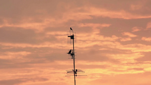 电视塔上的鸟儿的轮廓和日落的金光36秒视频