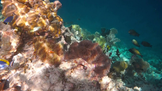 海底世界咸水鱼鳕鱼视频