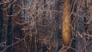 冬季背景森林下雪覆盖树枝19秒视频