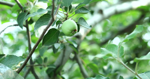 青苹果4k[橙味]视频