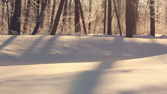 寒雪的冬天白阳光照耀着冬天美丽的雪覆盖着森林视频