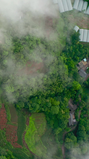 航拍祖国大好河山白鹭栖息地26秒视频