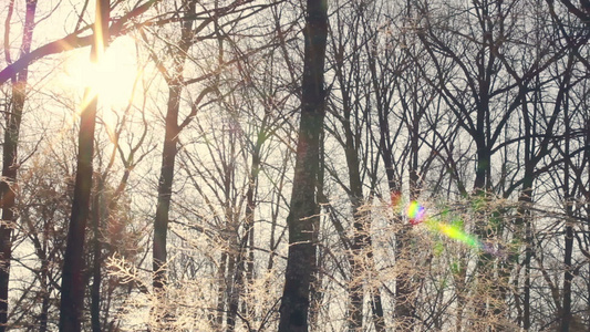 冬季森林的阳光照耀着照耀着被雪覆盖的树枝[覆盖住]视频