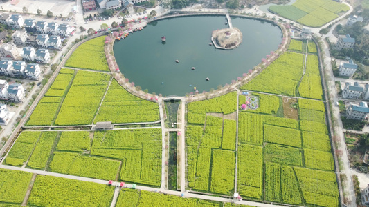 航拍油菜花基地 视频