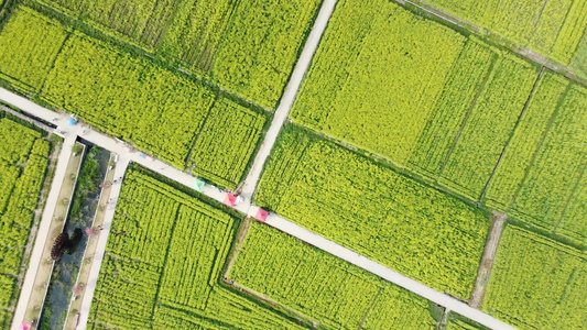 航拍油菜花基地 视频