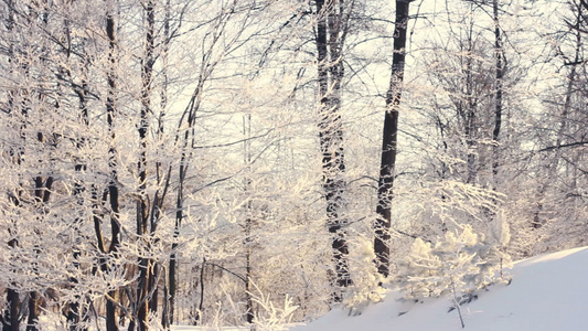 冬季风景森林中寒冬漫季森林[寒风凛冽]视频