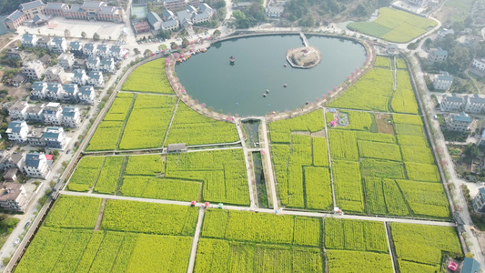 航拍油菜花基地 视频