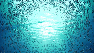 鱼类群聚海底世界29秒视频