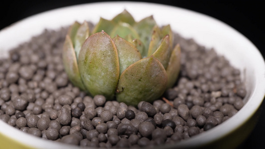 紫卡多肉植物盆栽绿植视频