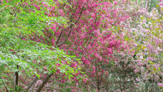 花树春天的花樱花日本晚樱开花树丛视频