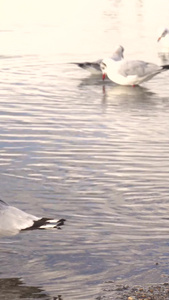 纳木措湖边的红嘴鸥高原湖泊视频