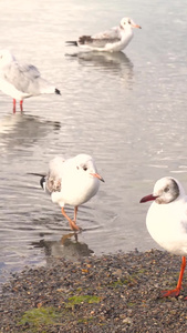 纳木措湖边的红嘴鸥高原湖泊视频