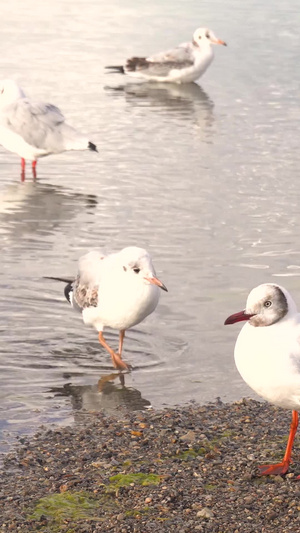 纳木措湖边的红嘴鸥高原湖泊21秒视频