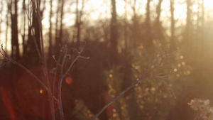 清晨秋林阳光照耀着树枝24秒视频