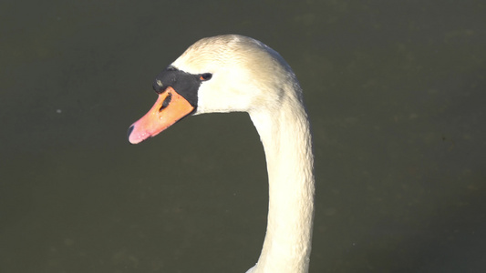 湖中美丽优雅的白天鹅肖像画视频