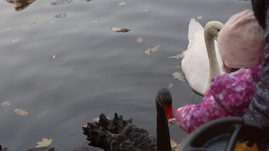 儿童喂养池塘上的天鹅视频