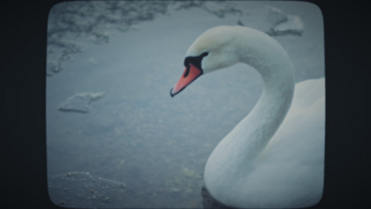天鹅漂浮在冰冷的冰冷湖中视频