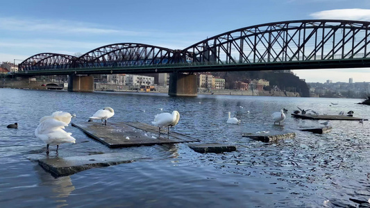 它在斯米乔夫河岸普莱格和塞希共和国的天鹅和海鸥视频