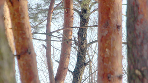 松树林中的鸟儿大斑木鹿敲树8秒视频