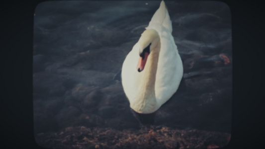 白天鹅漂浮在靠近海岸的湖中视频