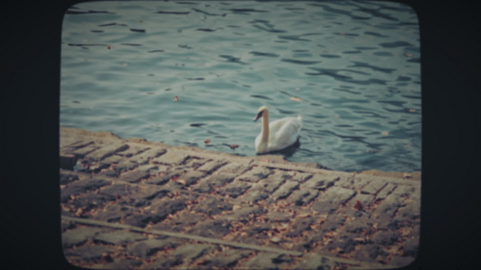 白天鹅优雅地漂浮在湖中视频