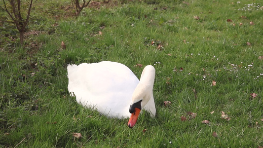 美丽的天鹅紧紧地躺在草地上吃东西视频