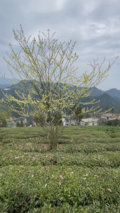 农村高山茶树风景4K实拍视频视频