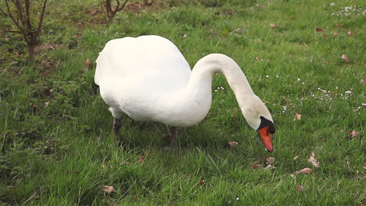 站在草地上吃东西的美丽的天鹅紧紧地坐在草地上视频