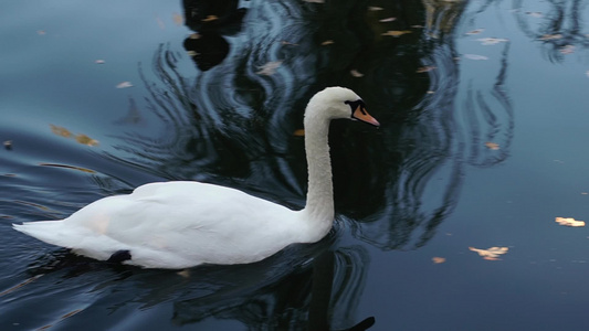 白天鹅在池塘里游泳视频