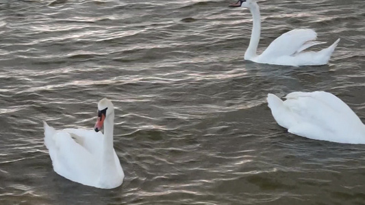 一群白天鹅在湖的泥土表面视频