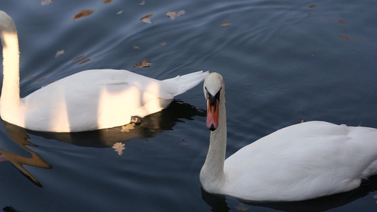 一对白人天鹅在城市公园的池塘里游泳视频