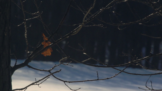 冬树冬季森林中光秃秃的树枝上的干叶树枝视频