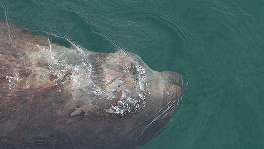北海狮子海洋哺乳动物在冷水中太平洋的冰冷洋中视频