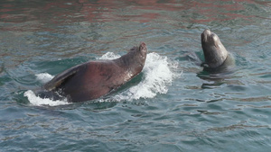 野生动物群体海洋哺乳动物海狮18秒视频
