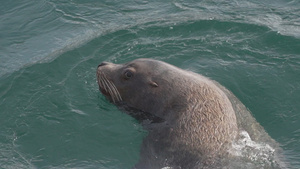 在太平洋中游泳的海洋野生哺乳动物海狮46秒视频