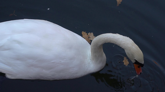 白天鹅在城市公园的池塘里游泳视频