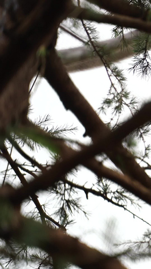 在树上玩耍进食的松鼠玩耍的松鼠30秒视频