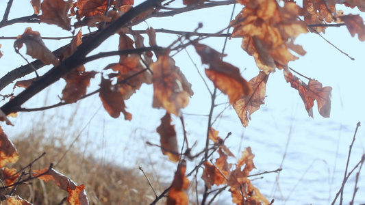 秋天森林里树枝上的干叶秋树[树叉]视频