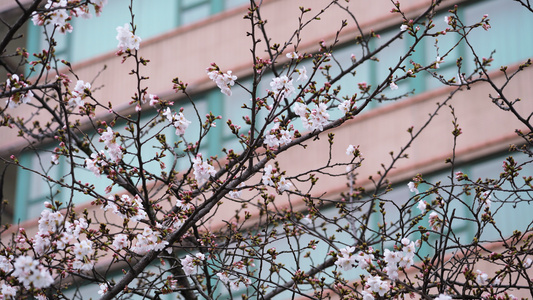 三月春天樱花季樱花树花季花期4k素材视频